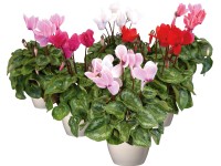 Alpenveilchen Topf Ø ca. 10,5 cm / 1 Stk. Alpenveilchen Topf Ø ca. 10,5 cm / 1 Stk.