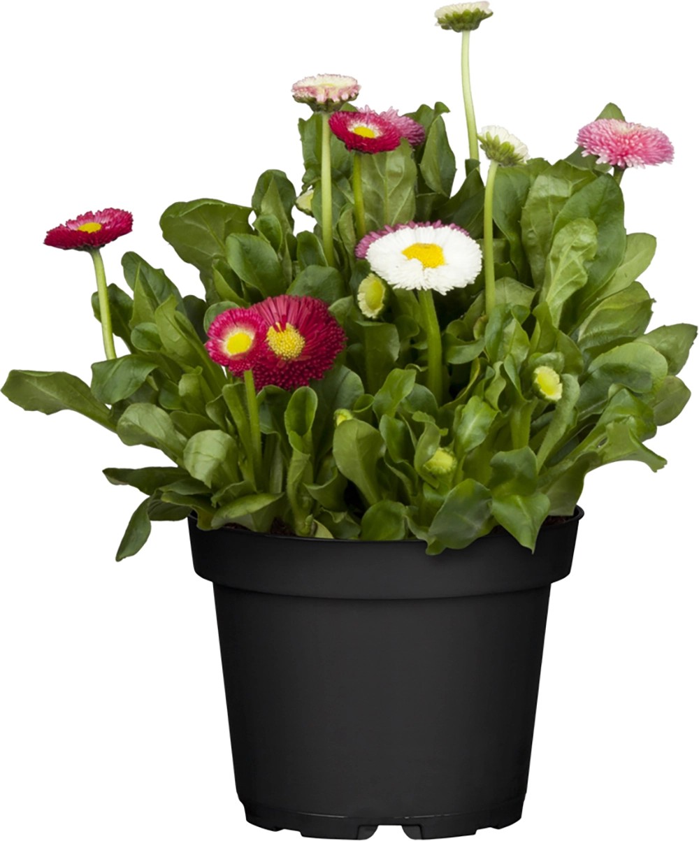 Tausendschön Habanera Bellis perennis Topf Ø 12 cm kaufen bei OBI