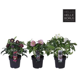 Hellébore orientale Nieswurz en pot, différentes couleurs de rose de Noël.