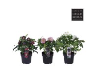 Nieswurz Helleborus orientalis Topf Ø 14 cm / Höhe ca. 15 cm