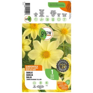 Bulbo di dalia gialla 'Unwin Mignon Yellow' per aiuole e vasi.