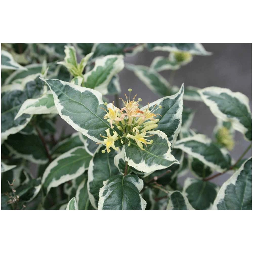 Amerikanische Weigelie Weigela Container 6 l kaufen bei OBI