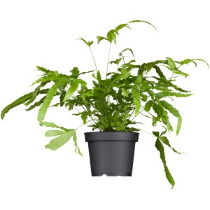 Felce scolopendrio comune in vaso, pianta verde da interno per ombra parziale.