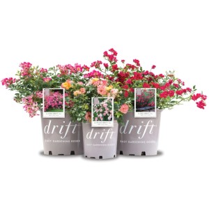 GROW by OBI Drift Rosen, verschiedene Farben im 2,8 l Topf.