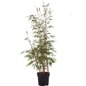 Bambou de jardin Asian Wonder en pot, hauteur env. 60-80 cm, avec feuilles vertes et tiges rougeâtres.