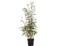 Gartenbambus Asian Wonder Fargesia murielae Topf ca. 6 l / Höhe ca. 60 - 80 cm Gartenbambus Asian Wonder Fargesia murielae Topf ca. 6 l / Höhe ca. 60 - 80 cm