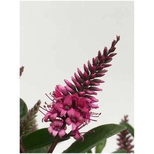 Gros plan sur l'épi floral rose de la véronique arbustive Hebe All Blooms.