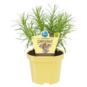 Plante de curry (Helichrysum italicum) en pot jaune, herbe aromatique pour plats indiens.