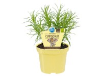 Currykraut Helichrysum italicum Topf Ø ca. 12 cm
