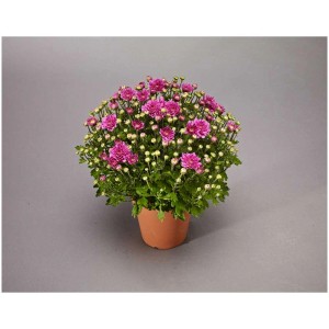 Chrysantheme Garden Mums im Topf, rosa Blüten und grüne Blätter.