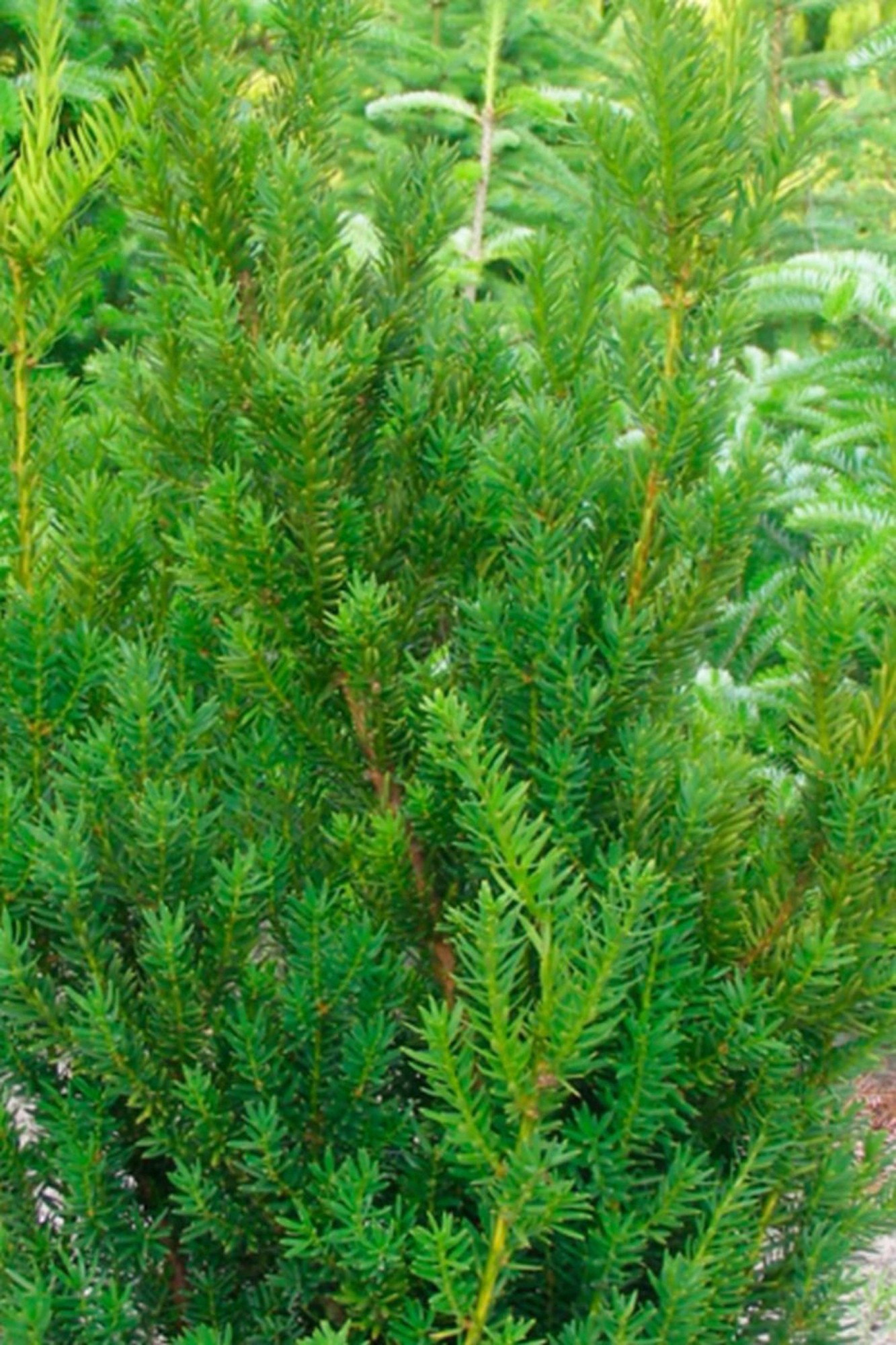 Eibe "Taxus" kaufen bei OBI