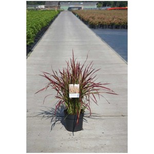 Herbe sanguine du Japon Imperata cylindrica en pot de 6 l, feuilles rouges.