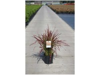 Japanisches Blutgras Imperata cylindrica Container 6 l Japanisches Blutgras Imperata cylindrica Container 6 l
