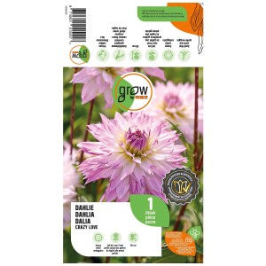 Grow by OBI Dalia Crazy Love, fiore bianco-rosa, ideale per aiuole e vasi.