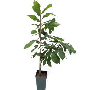 Giovane banano indiano 'Prima' in vaso, foglie verdi. Pianta da frutto ideale per il giardino.
