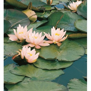 Ninfea 'Carnea' con fiori rosa salmone e foglie verdi nello stagno del giardino.