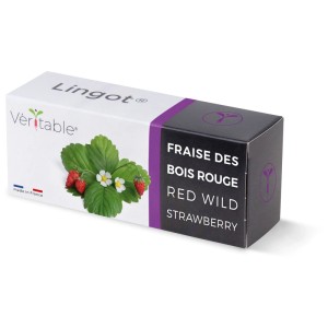 Véritable Lingot Seme Fragola selvatica rossa, ricarica per giardini interni.