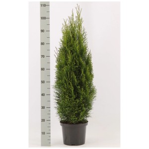 Smeraldo Albero della vita (Thuja) in vaso, ca. 80-100 cm di altezza, sempreverde.