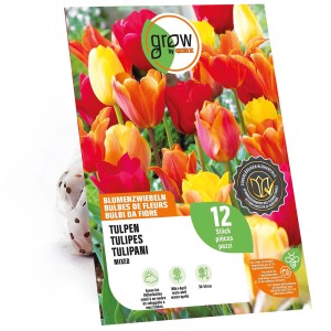 GROW by OBI Tulipani Collezione 2 Mix, 12 pezzi. Fiori di tulipano multicolore in giallo, arancione e rosso.
