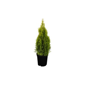 Smeraldo Albero della vita Thuja occidentalis in vaso da 5 l, pianta verde a forma di cono.