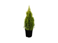 Smaragd-Lebensbaum Thuja occidentalis Topf 5 l