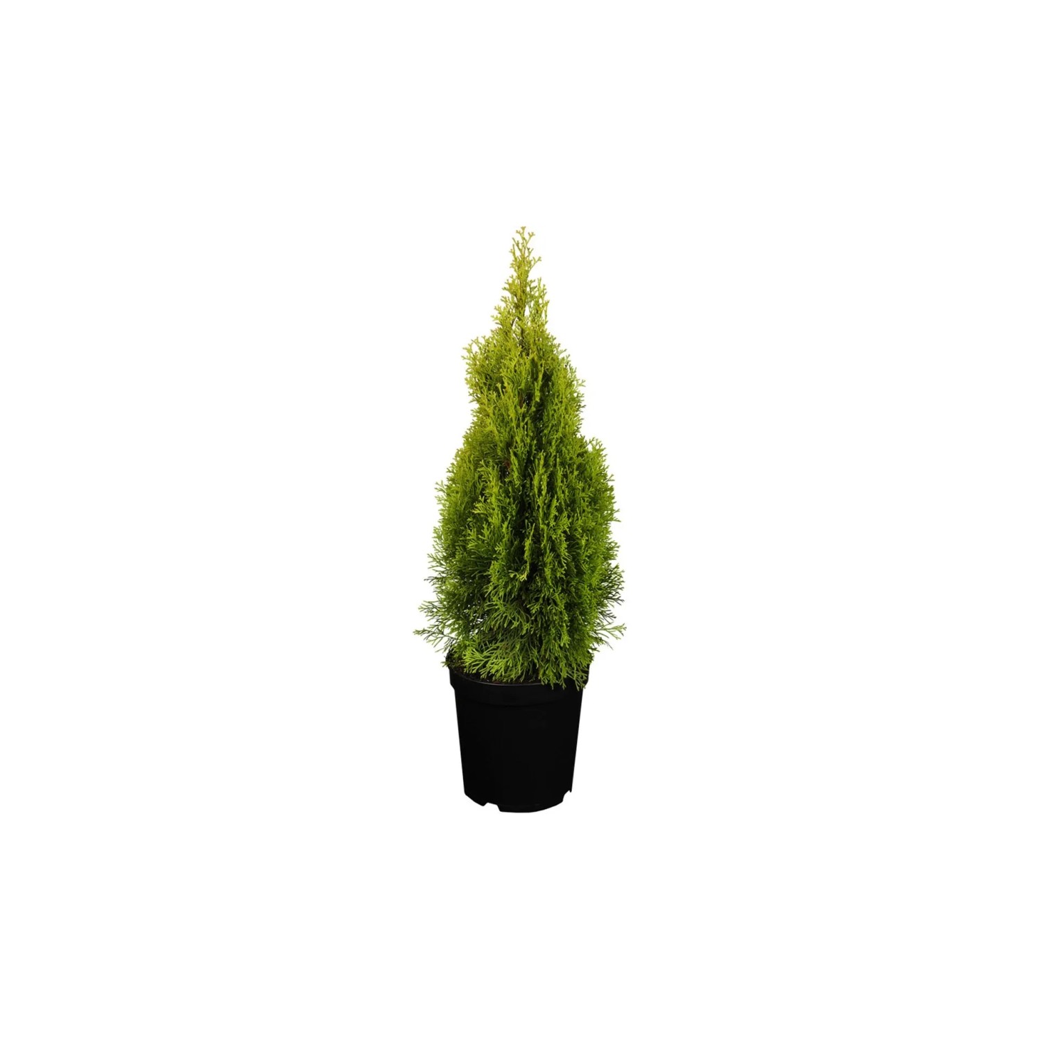 Thuja kaufen bei OBI