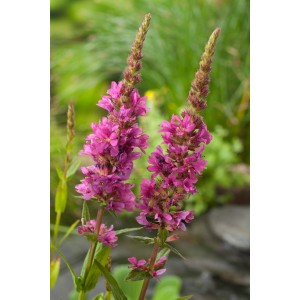 Salcerella rosa: Pianta palustre con fiori rosa intenso in vaso.