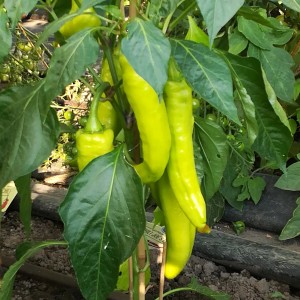 Blu Bio-Bullhorn-Chili (Capsicum annuum) in vaso, frutti verdi allungati e foglie.