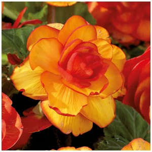 Primo piano di una Begonia Picotee gialla e rossa di Grow by OBI. Bulbo decorativo per aiuole e vasi.