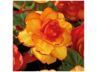 Grow by OBI Bégonias Picotee Jaunes/Rouges 3 pcs