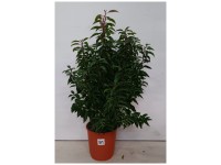 Portugiesischer Lorbeer Prunus lusitanica Angustifolia Topf Ø 10 cm / Höhe 70 cm