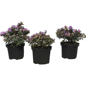 Rododendro nano Impeditum in varietà, fiori blu-viola e lilla in vaso nero.