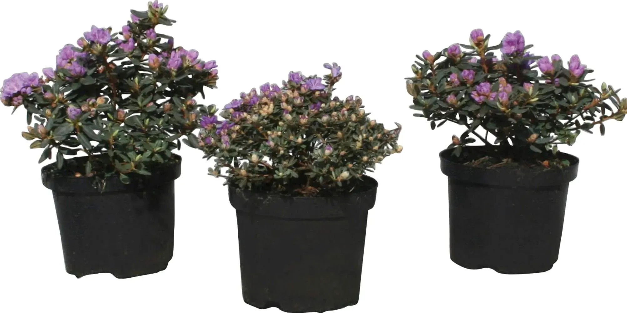 thuja öl kaufen Thujaöl bio – Oshadhi