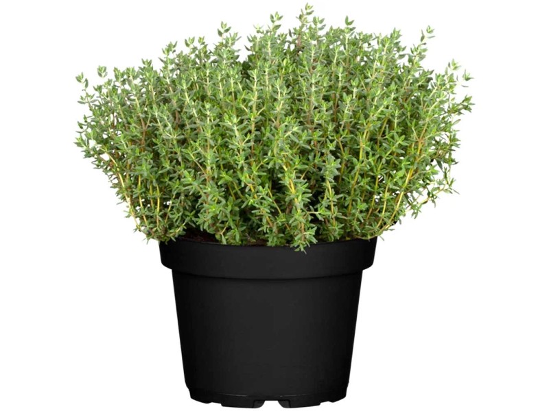 Frühblühender Thymian Thymus praecox Topf Ø ca. 17 cm kaufen bei OBI