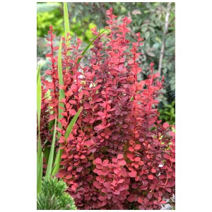 Berberis Orange Rocket® in vaso: arbusto con foglie rosso-arancio in giardino.