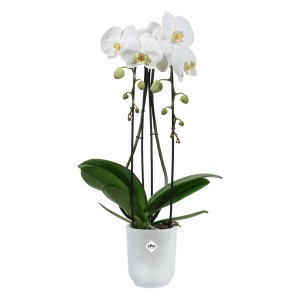 Pot à orchidée Elho Vibes Fold transparent avec orchidée blanche, Ø 9,2 cm.