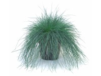 Blauschwingel Blauschwingel