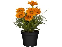GROW by OBI Mittagsgold Gazania Topf Ø 13 cm