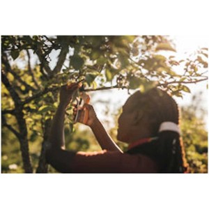 Frau schneidet Zweig mit Fiskars Gartenschere Bypass Plus PowerLever™ P751 im Garten.