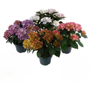 Bauernhortensie Hydrangea macrophylla assortiert Topf Ø 23 / 1 Stk.