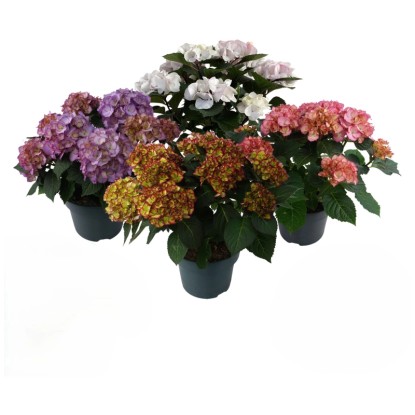 Hortensia Hydrangea macrophylla assorti pot Ø 23 cm / 1 pc