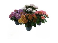Bauernhortensie Hydrangea macrophylla assortiert Topf Ø 23 / 1 Stk.