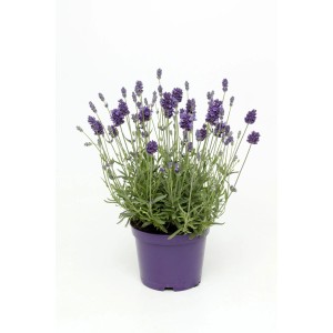 Lavanda profumata (Lavandula angustifolia) in vaso viola, Ø 13 cm.