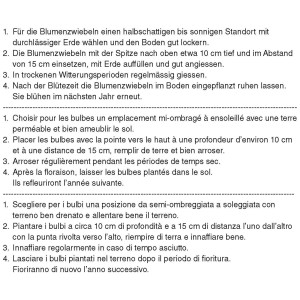 Anleitung zum Pflanzen von Narzissen-Zwiebeln, mehrsprachig.