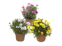 Kapkörbchen Osteospermum verschiedene Farben Topf 2 l / 1 Stk.