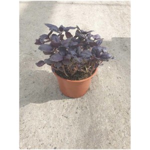 Basilic rouge bio en pot (Ø 13cm) pour cuisine et balcon.