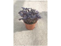 Basilikum Rot Bio Topf Ø 13 cm