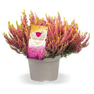 Bruyère Golden Angie en pot : Calluna vulgaris résistante avec des fleurs roses et des pointes jaunes.