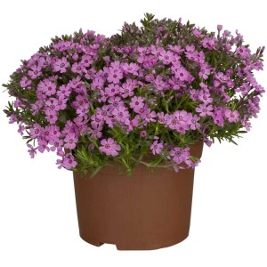 Flammenblume (Phlox subulata) im Topf, rosa Blütenmeer. Bodendecker für sonnige Standorte.