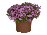 GROW by OBI Teppich-Flammenblume Phlox subulata Topf Ø 13 cm
